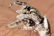 Jumping Spider (Simaetha tenuidens) (Simaetha tenuidens)
